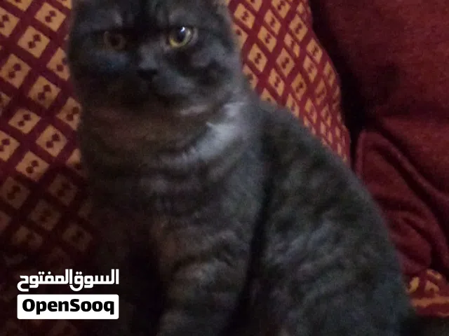 قط ذكر جميل للبيع مكس سكوتش ستريت انجورا تواصل واتس