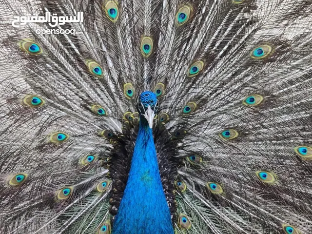 طاووس أمريكي بلاك شولدر وايت شولدر