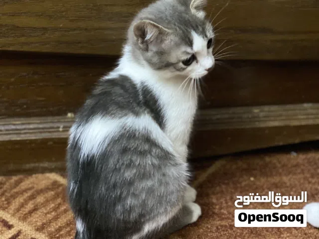 قطتين جميلات شانشيلا   ماشاءالله للبيع