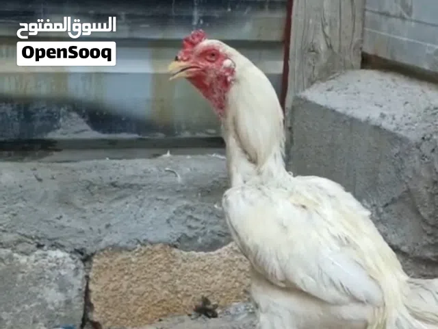 متاح ديج هندي اصلي