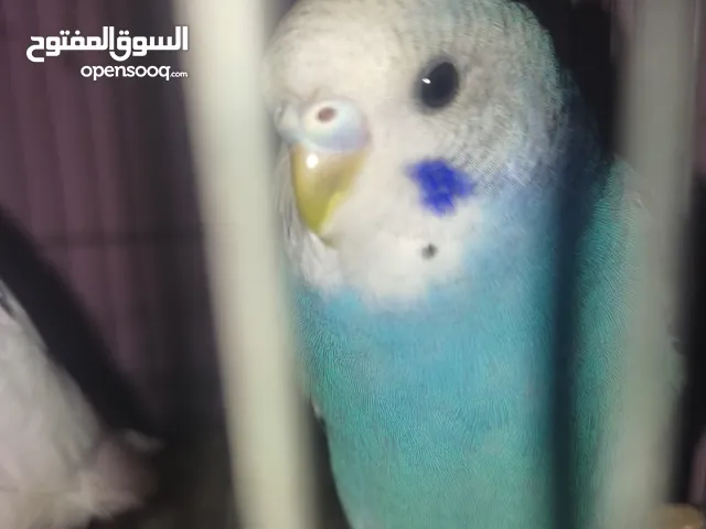 عصافير استرالي شباب فواتح للبيع