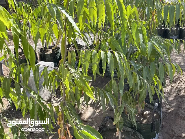 اشجار أشوكا