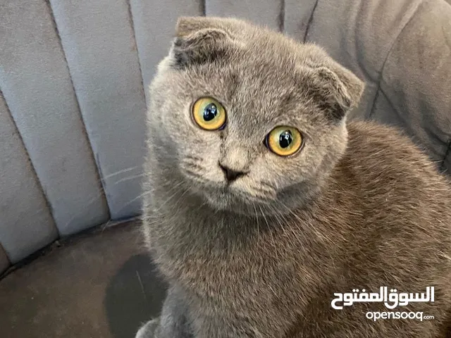 سكوتش فولد كتن بيور جميلة scottish fold kitten