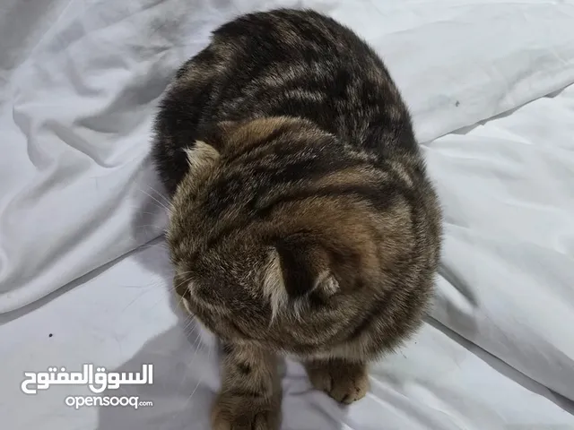 Scottish fold cat/kitten for sale any time contact
