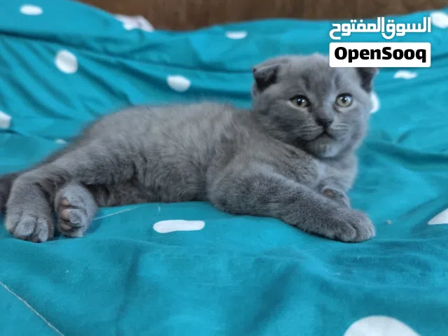 Scottish Fold Male Kitten