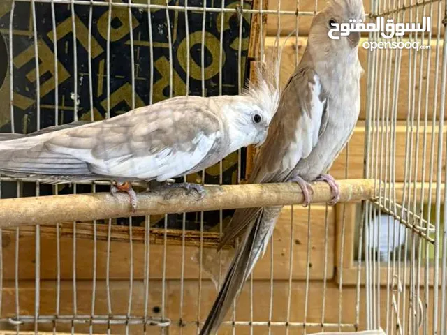 زوج ببغاء كوكتيل وايت فيس سينامون