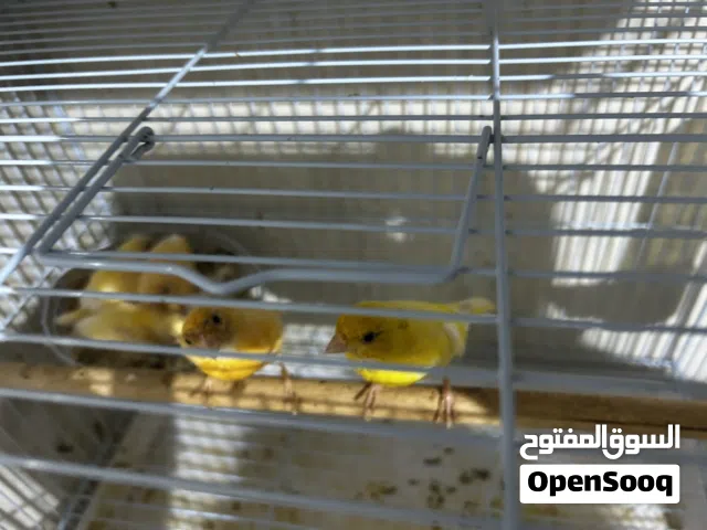 طيور الكناري