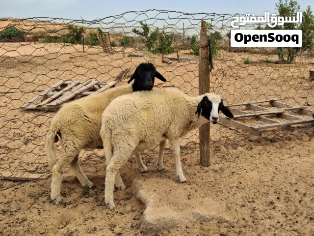 اتنين خرفان للبيع