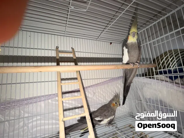للبيع زوج كروان صحتهم ممنازة