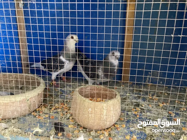 جوز. تحتهم فرخ منتجات بالصلاة على الحبيب الزرقاء. حي النزهه