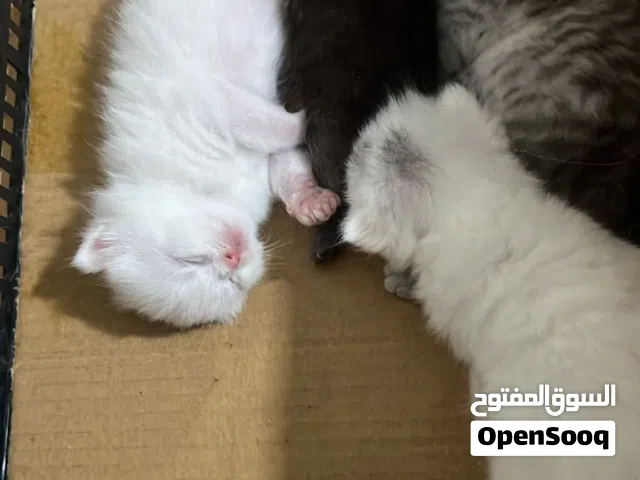 بيع قطط سكوتش فولاد