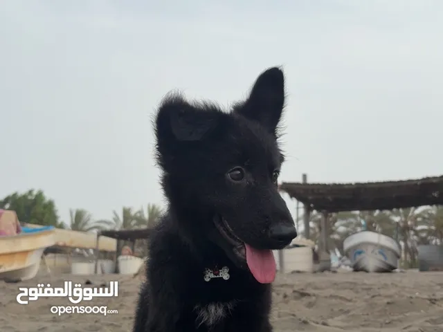 جيرمن بلاك جاك