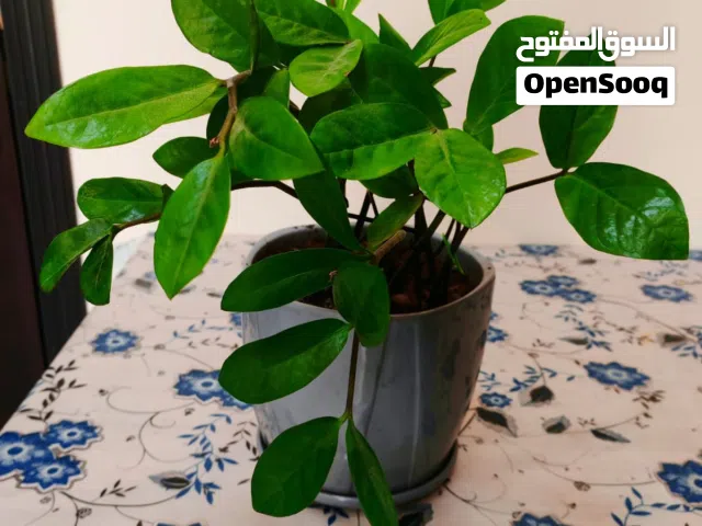 Indoor and outdoor plants for sale