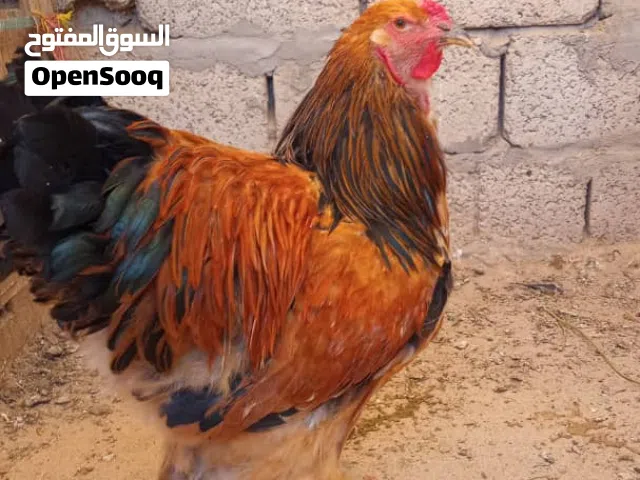 دجاج منتجه اشياء نوادر