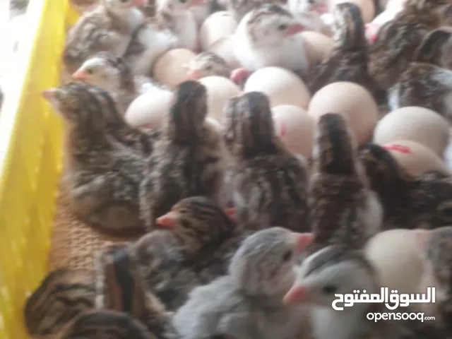 للبيع صيصان الحبشي ( كنجا )