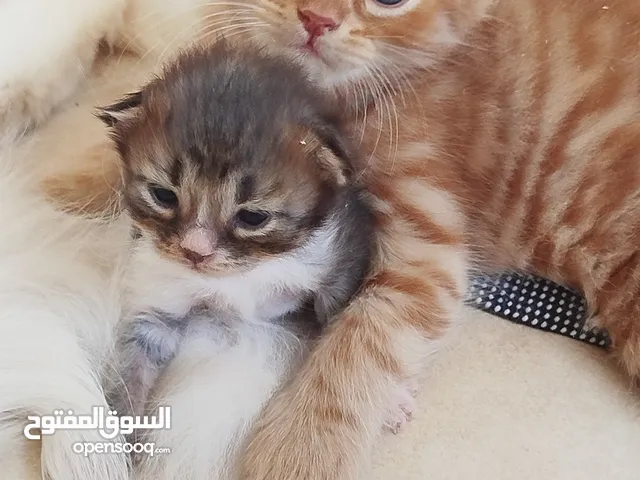 قط شيرازي ذكر برتقالي عمر 60 يوم للبيع موجود في عناتا