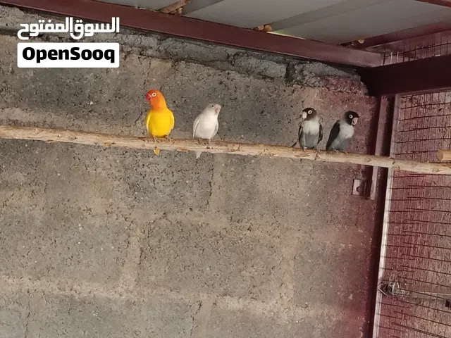 ازواج فيشر و كوكتيل اميرالد