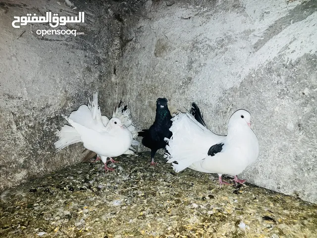 حمام طائوس