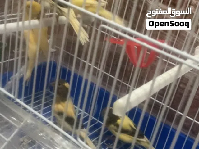 كناري بلدي 5 فراخ لبيع