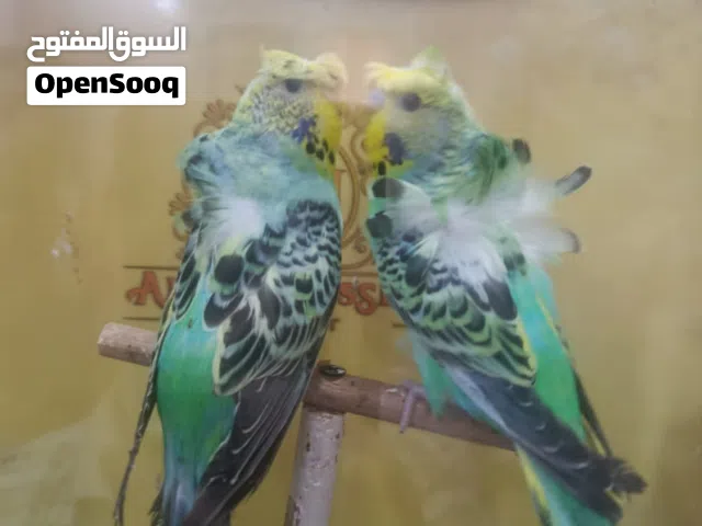 عمر بتاع العصافير