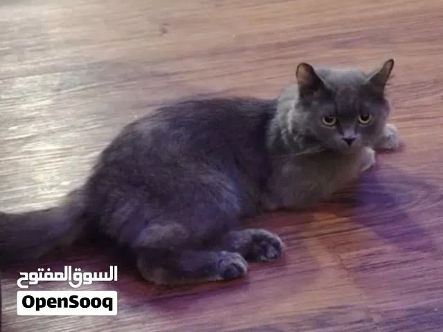 قطه للتبني اليفه ونظيفه ومطعمه بجدة العمر اقل من سنه  للتواصل اتصال او واتس