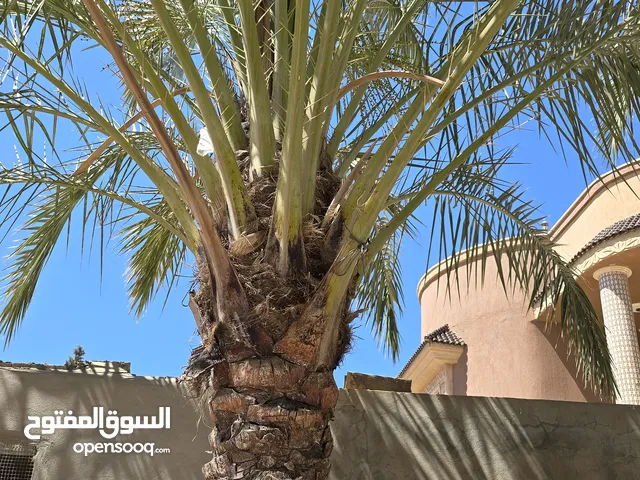 نخلة برونسية