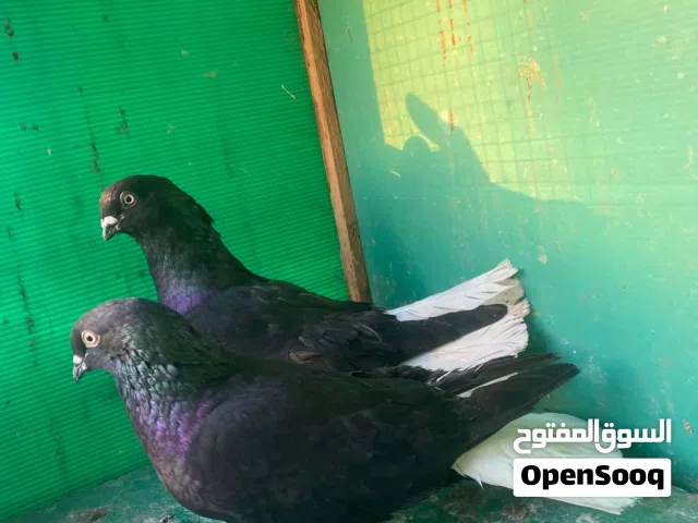 سبع جواز نوريات وثلاث فحول  الله يطرح البركه للشرا