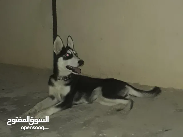 هاسكي للبيع عمرها شهرين السعر 200 دينار (انثي)