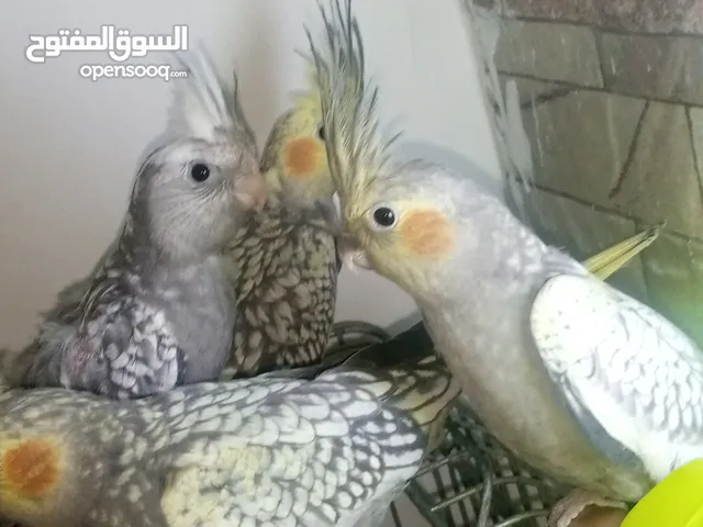كوكتيل للبيع
