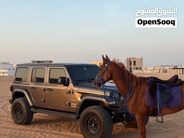 2022 جيب رانجلر Sahara