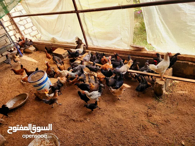 دجاج مخلط تبارك الرحمان