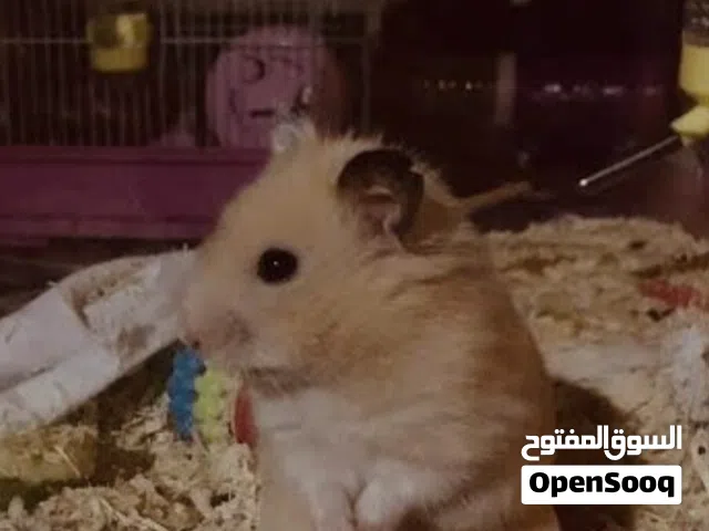 2هامسترللبيع همسترابحاله جيده جدًاونشيط وبحب يلعب ولطيييييييييييييييييييييييييف بصلاعنبي اسعر10