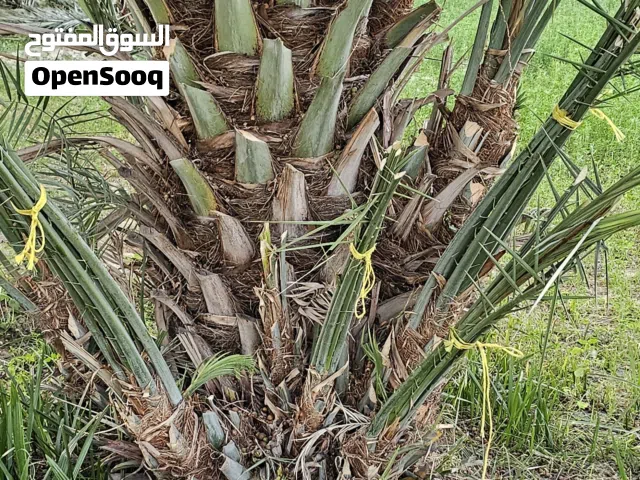 فسائل نخيل جاهزه للزراعه قش اصفر تم القلع عرض لهذا الاسبوع فقط الفسيله بريال