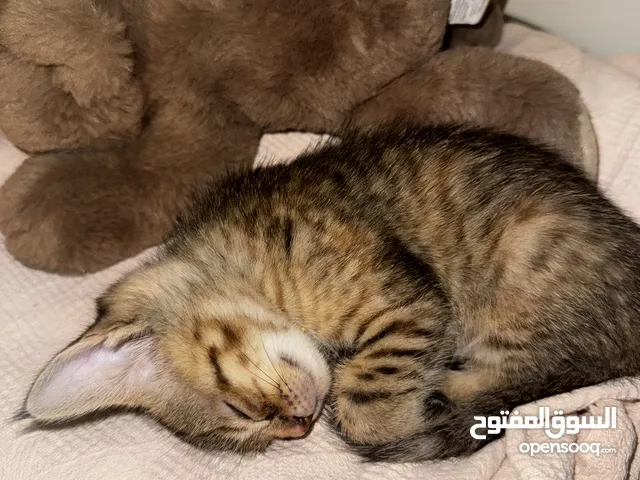 قطط للتبني cat for adoption عاجلا