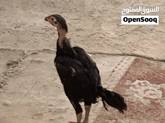 ديك شامو الماني