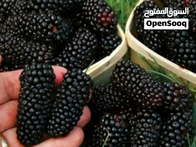 توت طبيعي 100% من الشجرة طول ( القابية ب 100 ) السعر قابل للتفاوض