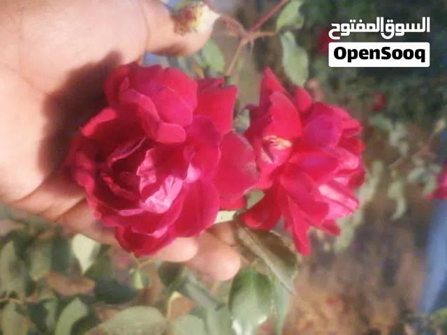 نوادر ورد الجوري لون حياتك ومنزله بالجمال