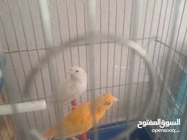 جوزين كنار للللل