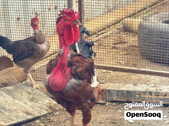 ديج عربي اصلي ابو ركبه افرك