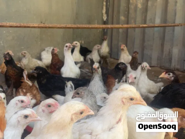 دجاج للبيع حرقققق