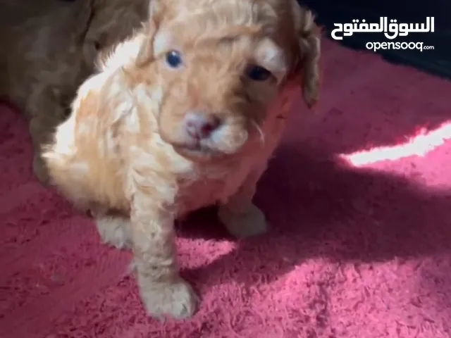 للبيع كلاب toy poodle