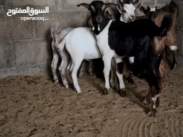 تيوس صلالي ذبايح للبيع