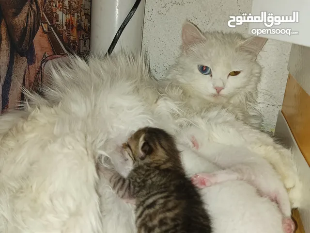 انثى شيرازي مع كتن عدد3 لتبني