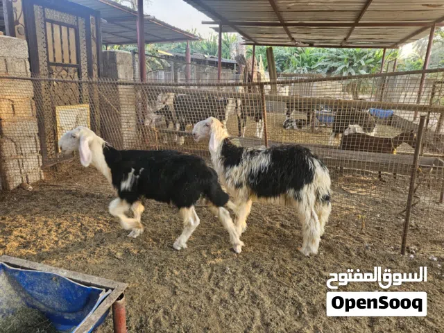 كبشان نجديه اصل بدون تهجين العمر من شهرين ونص لحد 3 شهور