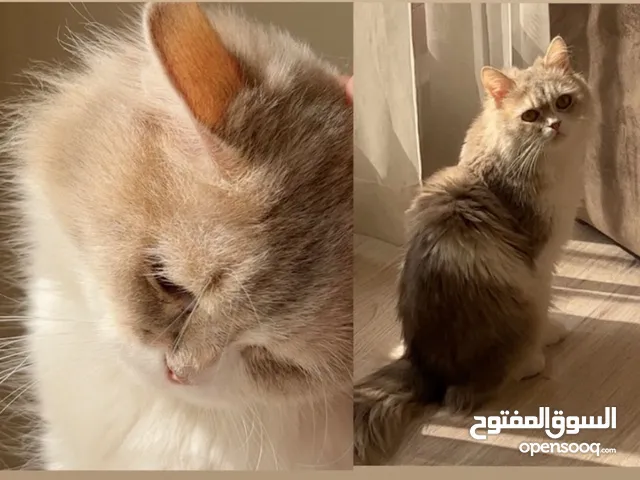 للتبني قطه شيرازيه العمر 6 سنوات ( صغيره الحجم )