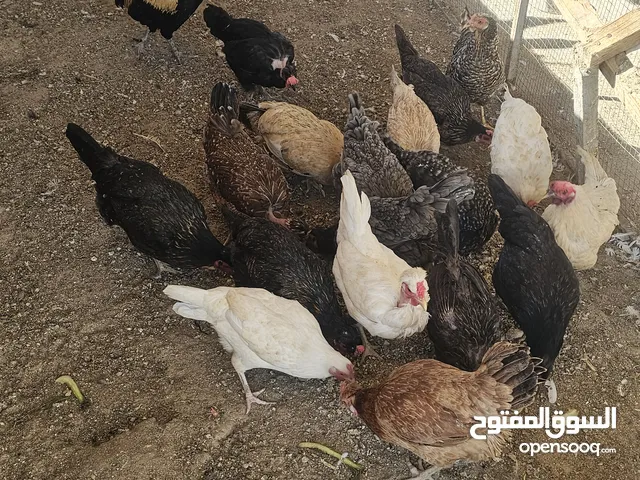 دجاج فيومي