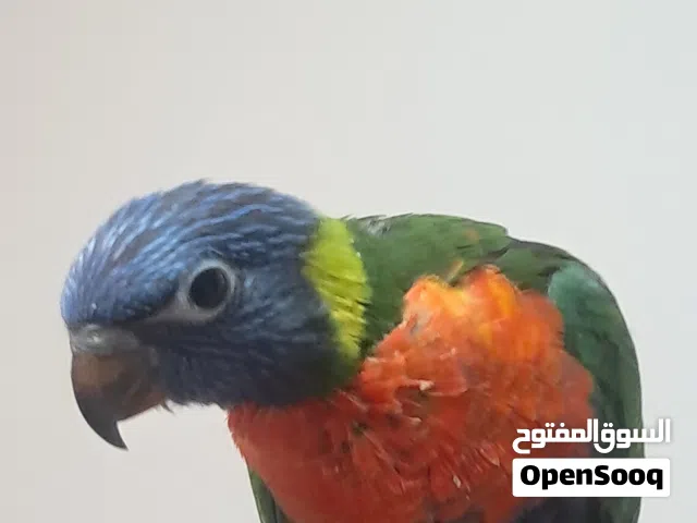 Rainbow Lory fully hand tamed