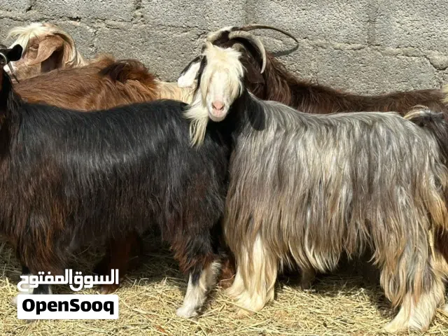 أغنام عمانيات جباليات بعضهن عشرات للتربيه وبعضهن للتربيه وللذبح كل شي سليم