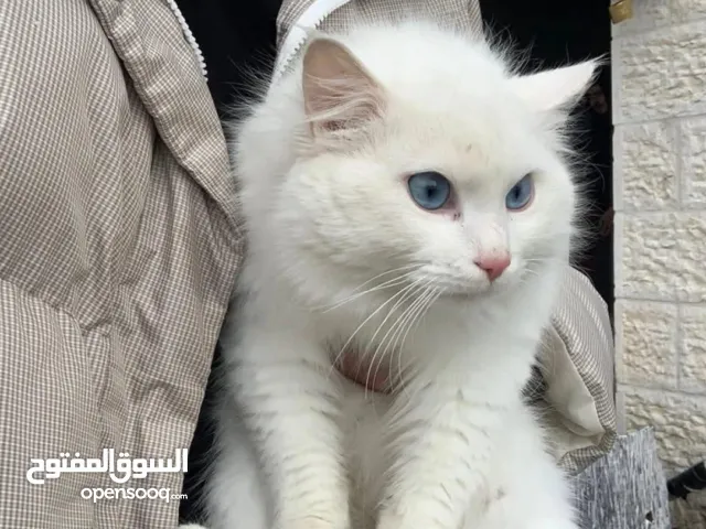 زهرة ابو شرخ