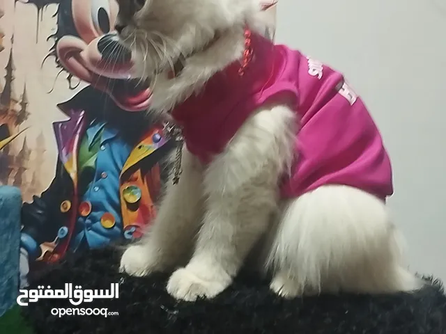 انثي هملايا شوكليت عمر سنة مطعمة صحة ممتازة